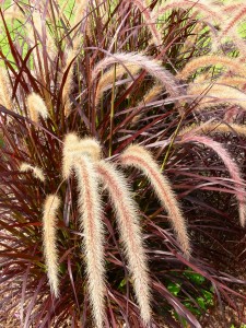 Ornamental Grass