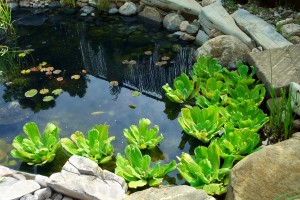 water garden with plants