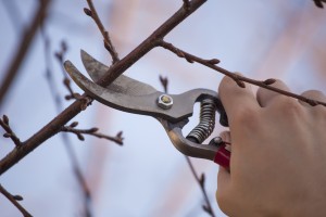 Pruning Fruit Tree - Cutting Branches At Spring