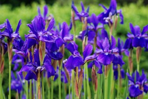 Purple irises at the edge of a meadow.  Shallow dof with selecti