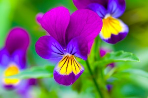 Violas or Pansies