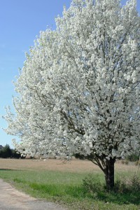 flowering bradford pear tree