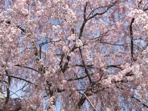 japanese weeping cherry tree