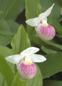 lady slipper