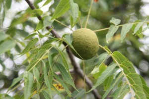 Black walnut in tree