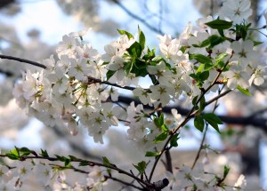 Blossoming Cherry Trees