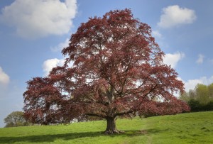 Large Healthy Tree