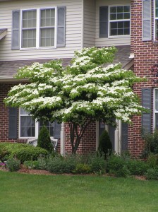 tree growing too close to structure