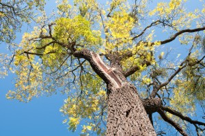 Old Walnut Tree (juglans Nigra)