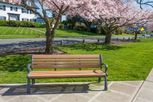 Park Bench Under Cherry Trees in Bloom