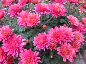 Pink Aster flowers