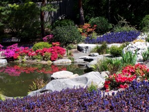 Pond With Flowers