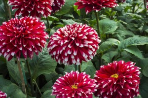 Red Dahlia Flowers