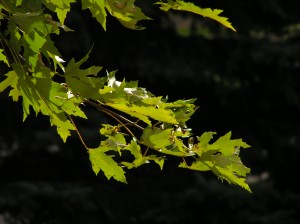 Silver Maple Leaves  Against Black Background