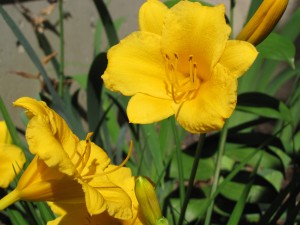 Stella De Oro Daylily