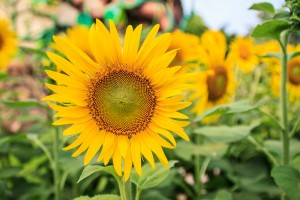 Sunflower