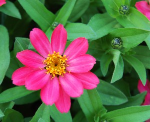 Zinnia hybrida profusion coral