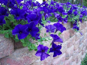 Blue Petunias