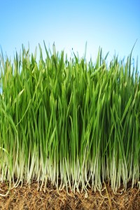 Grass