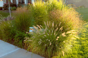 Hiding Underground Power Line Boxes With Giant Ornamental Grasse