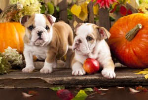 English bulldogs and a pumpkin