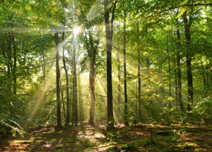 Autumn Forest