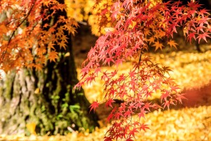 Tree with Autumn Leaves