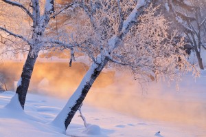 Foggy Winter Landscape