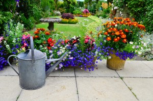 watering can and plants