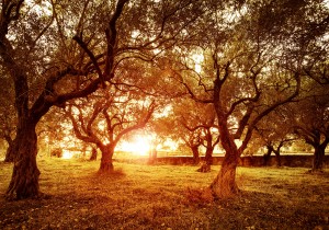 Picture of beautiful orange sunset in olive trees garden, agricu