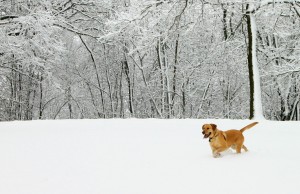 Sam In A Field Of Fresh Snow