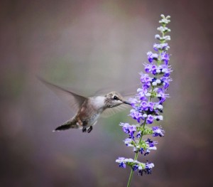 hummingbird feeding from plant