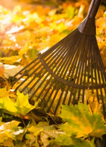 Rake and leafs