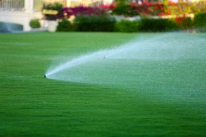 Automatic sprinklers watering grass