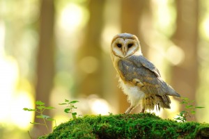 Barn Owl Standing On The Moss