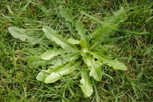 Dandelion Weed