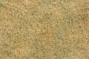 Dry grass texture
