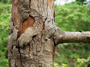 Dying Tree