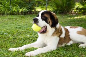 St. Bernard With Ball