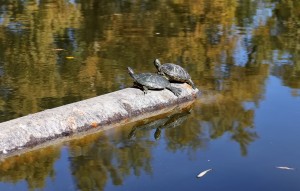 Two Turtles Rests On A Drain Pipe