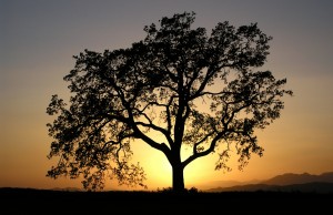 Tree Care in Ann Arbor MI