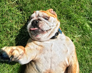 a bull dog rolling in the grass