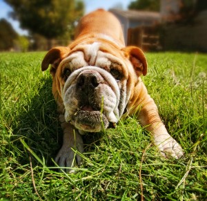 Dog eating grass