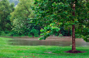 trees and standing water.