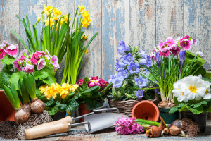 plants along fence and gardening tools