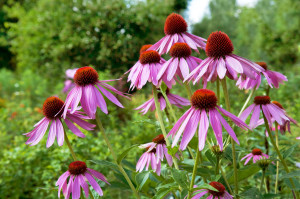 Echinacea Flowers