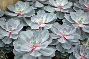 Sempervivum tectorum in closeup, housekeep