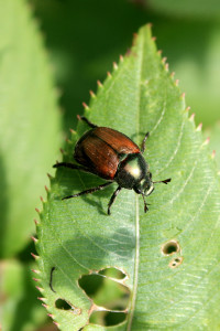 A Japanese beetle shows the damage he can do to plants.