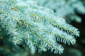 111bigstock-blue-spruce-144098594