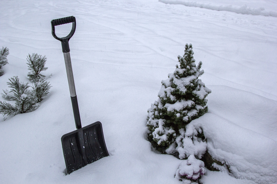 Snow shovel stuck in the snow next to a small pine tree.